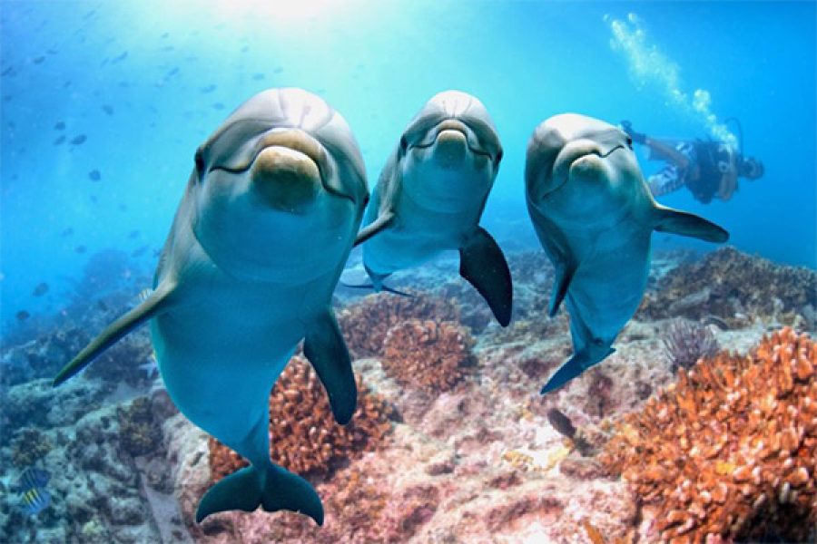 Dolphins in the wild