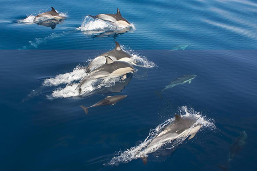 Dolphin House Reef