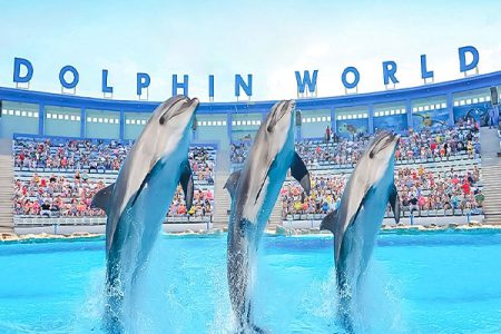 Dolphins Show Makadi